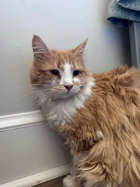 The 4th cat I didn’t know I needed.