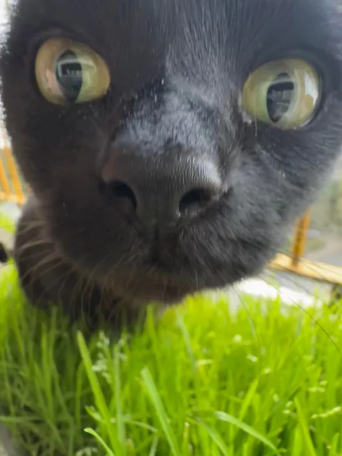 My cat was eating grass on the balcony