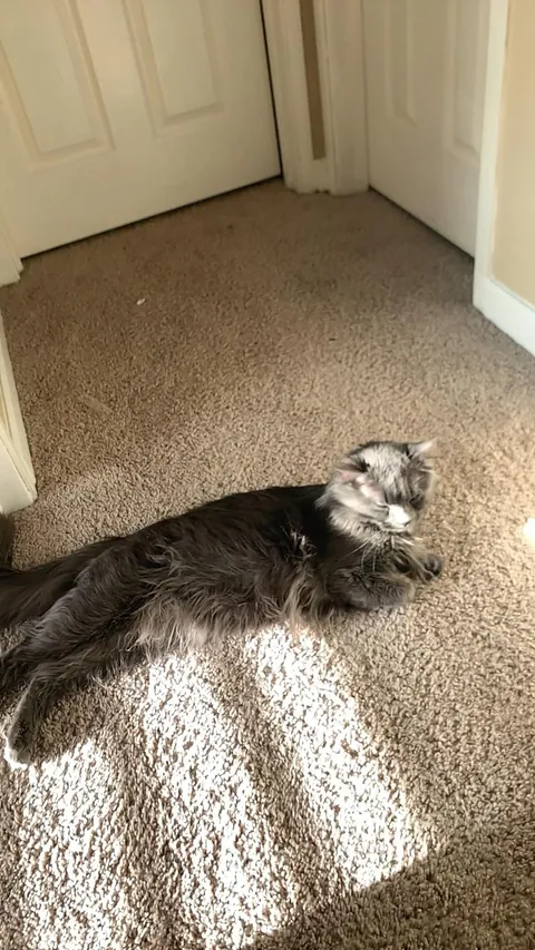 Meet my only nephew, Harry. My nieces are all humans lol.