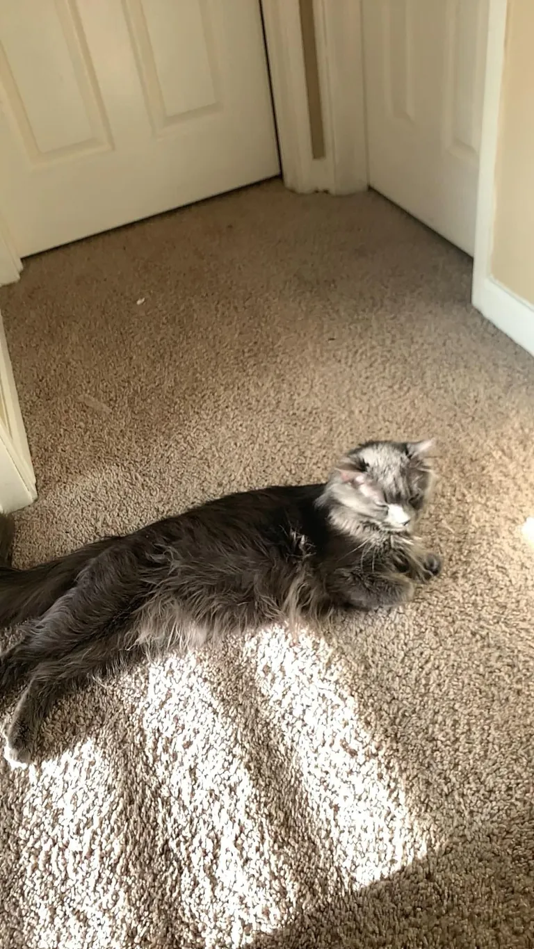 Meet my only nephew, Harry. My nieces are all humans lol.