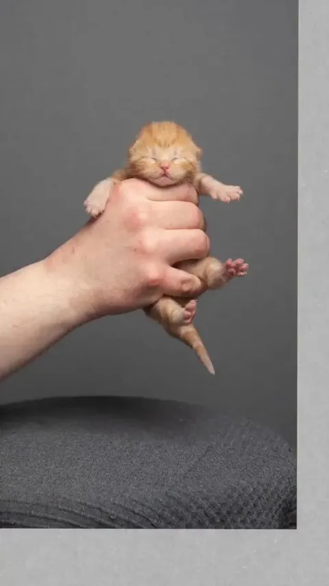 Timelapse of a kittens growth :)