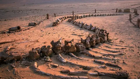 An ancient whale fossil found in the Wadi El Hitan desert located in Egypt.