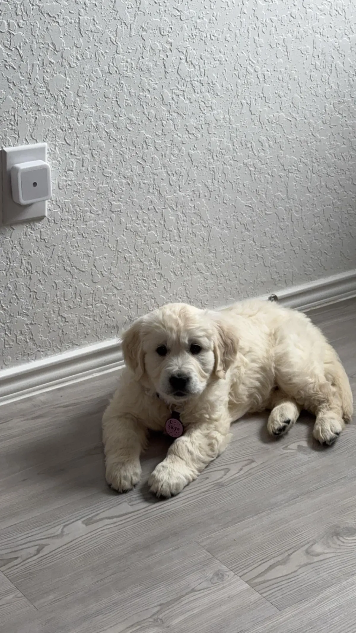 My new family member, Skye!