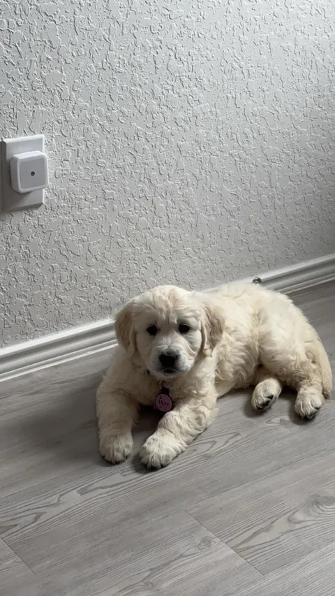 My new family member, Skye!