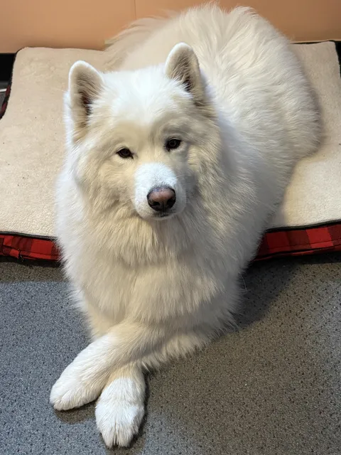 My sweet girl (Lily) waiting so patiently 🥰