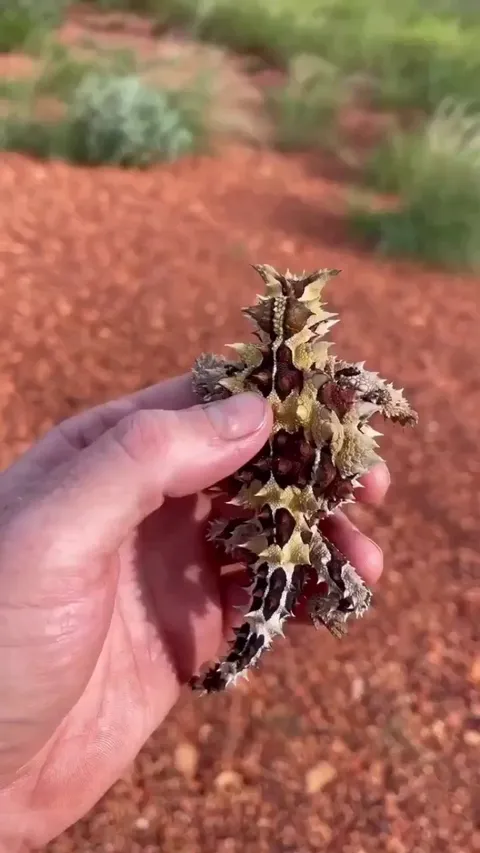 🔥The Thorny devil