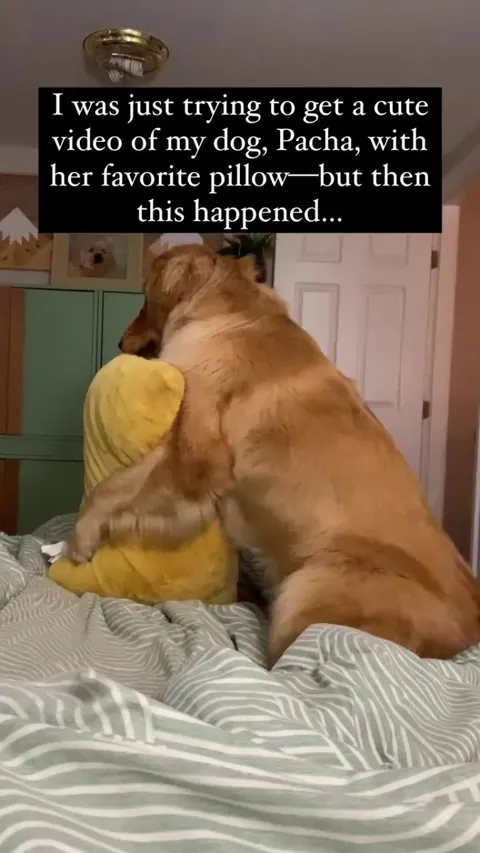 Pacha was acting like she wanted to lie down on the floor 🤣 -- goldengirlpacha