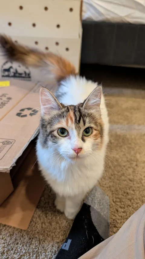 Meet Peppermint. Just adopted today :)