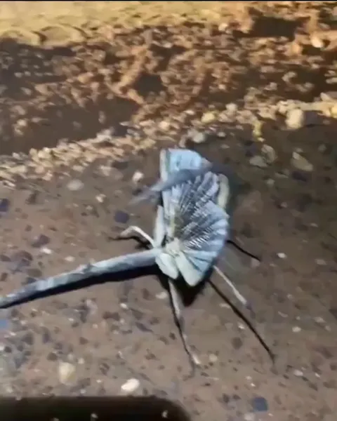 🔥The Paronchestus cornutus (stick insect) from Australia. Before it was identified it was called 'a creature from Hell'.