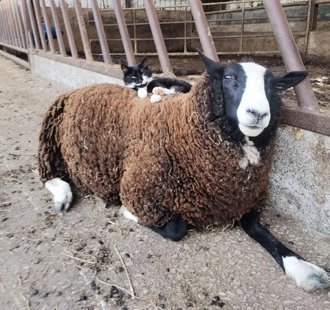 Domino loves to sleep on Blackberry’s back!