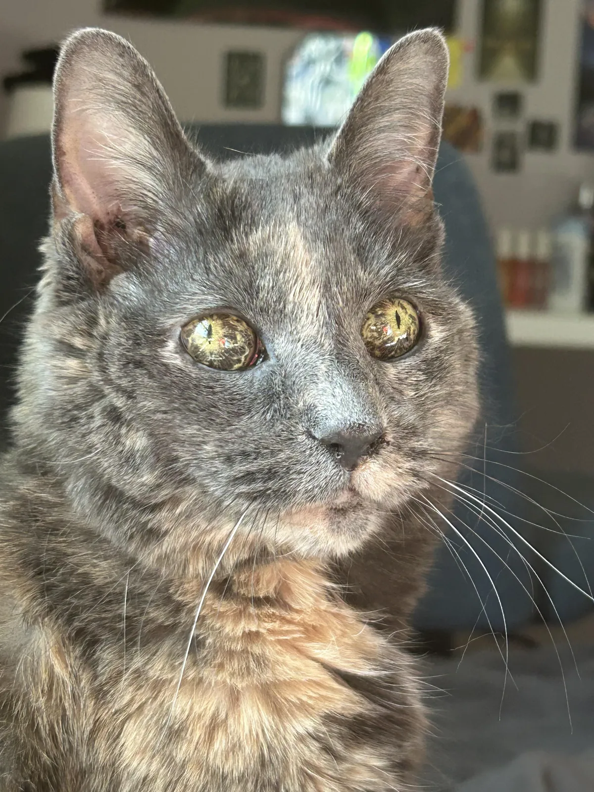 My 18 year old cat’s eyes