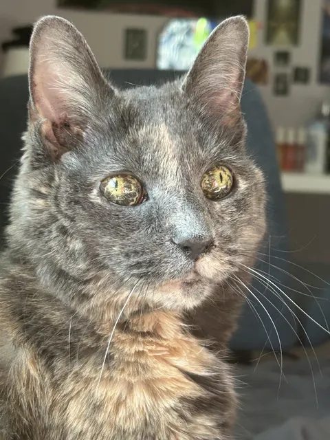 My 18 year old cat’s eyes