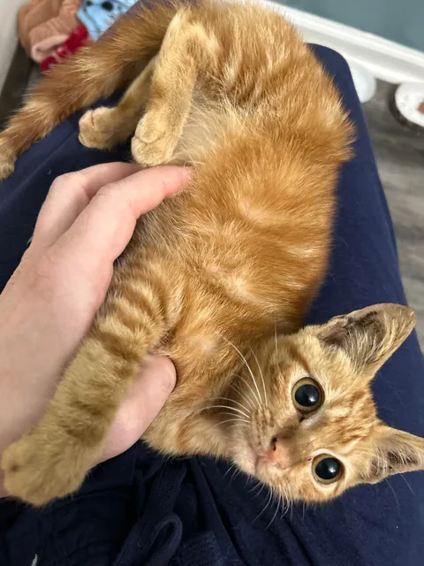 Saved a kitten from a steel mill (and a coworker)