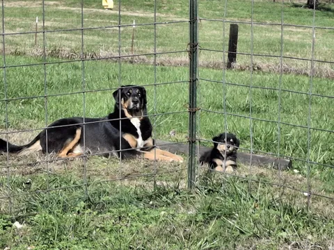 Clyde teaching Bonnie how to properly dog. They aren't related. 