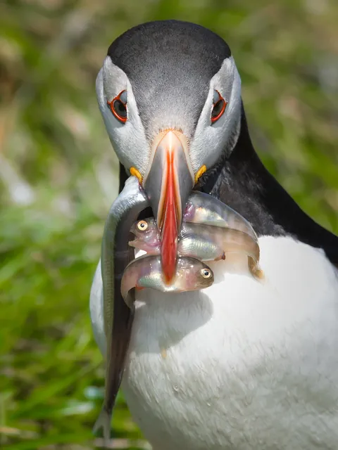 ITAP of a puffin