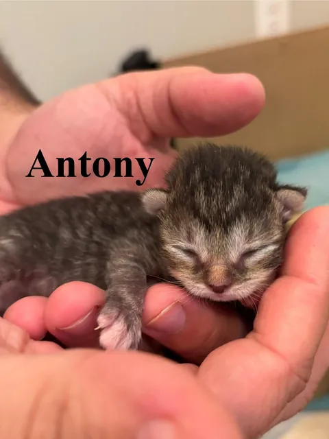 UPDATE: Took in a Feral and now I'm caring for a Litter of Kittens