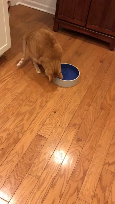 We got the heavy ceramic bowl so he wouldn’t splash water all over.