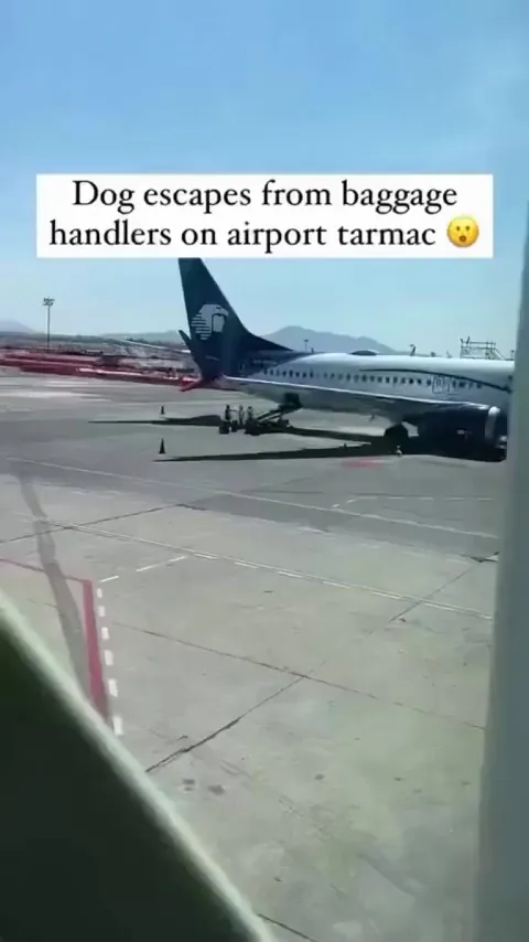 Dog Escapes From Baggage Handlers