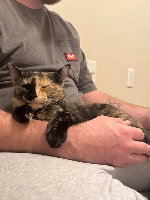 Neighbors kitten decided to run away to my house to say hi 😎