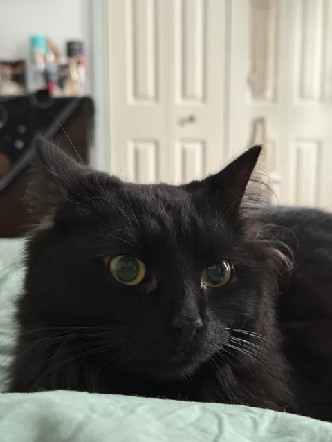 He doesn’t want to be violent but the voices are telling him to choose it