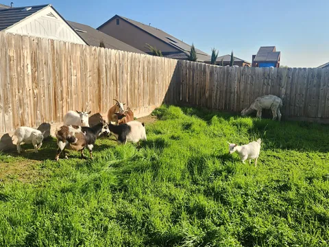 UPDATE: Stinging nettle everywhere! (I hired GOATS!)