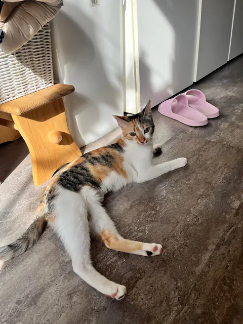 I lost my soul cat at just one year old, and I don’t know how to live with this pain