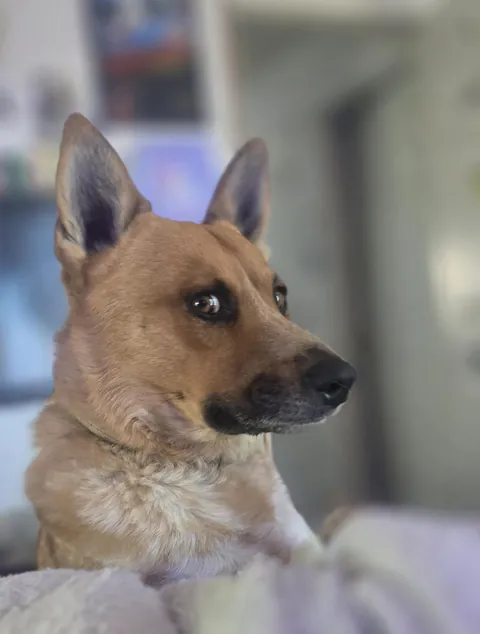 Heckin' guilty (But innocent!)