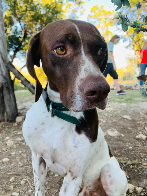 Henry has PTSD. I’m his emotional support human.