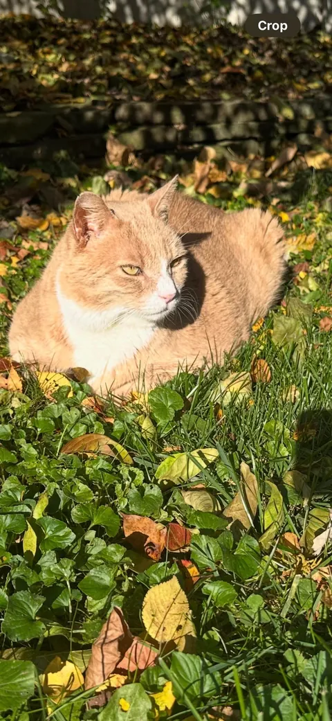 This is Pumpkin Q Kat. He is on hospice. He wants to know how many treats a day he should get?