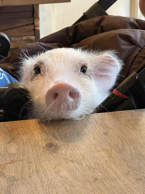 My friend’s pet piggy is so cute