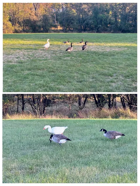 This domestic goose was adopted by a flock of Canada geese.