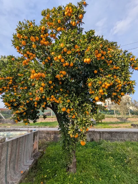 ridiculous laranja tree