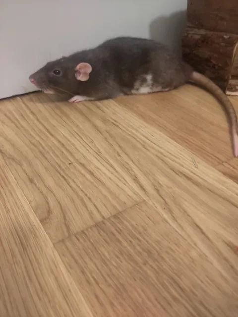 Everyone knows Bubele is dying except Bubele