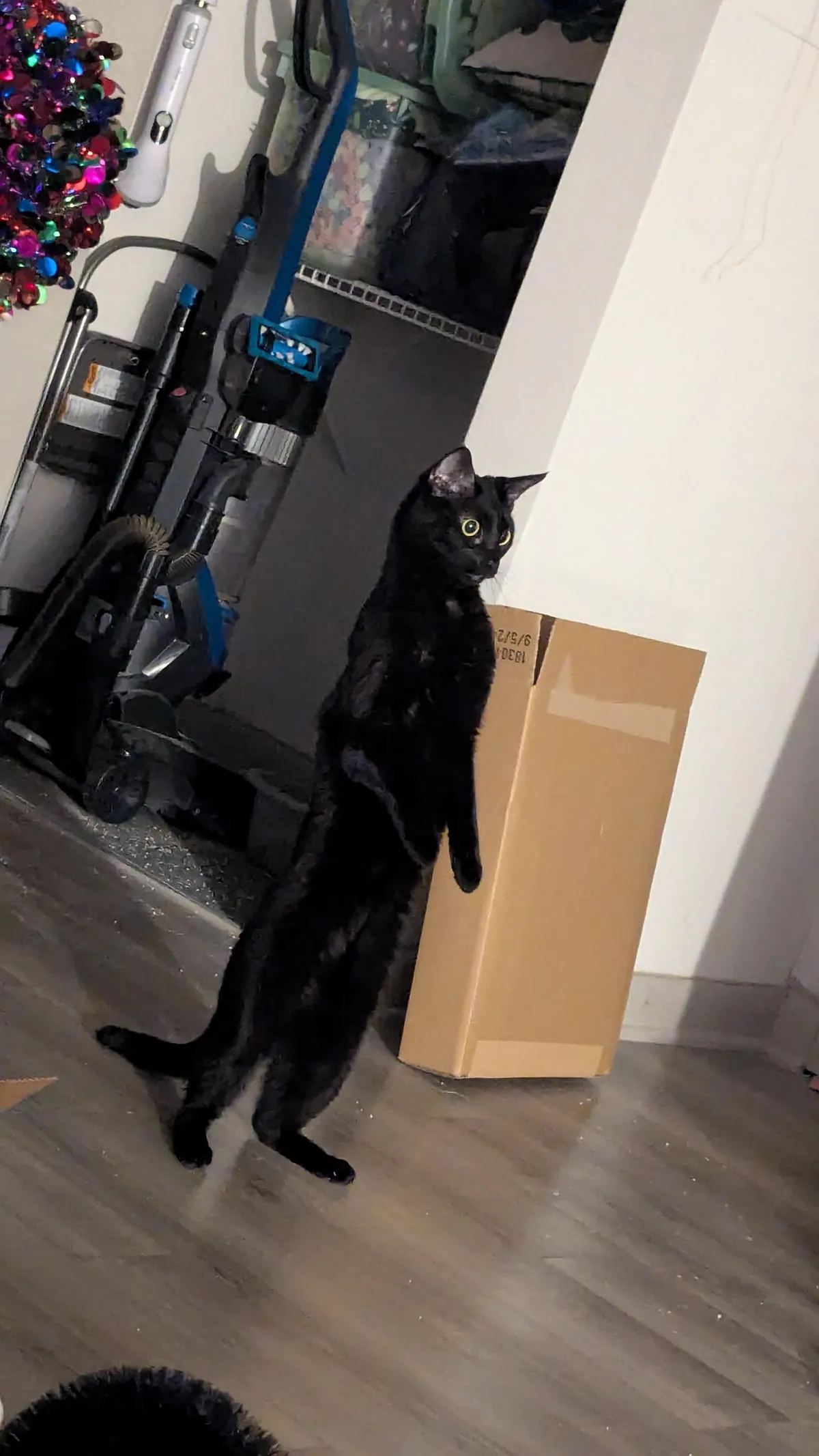 Tabitha figuring out a new trick.