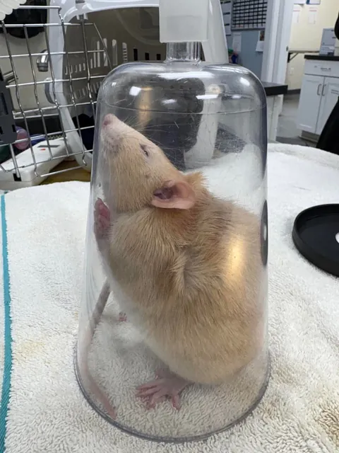 He finally got neutered!