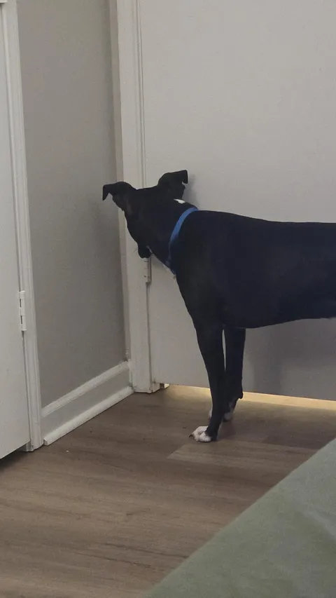 My dog likes to stare at walls and Ican't figure out why. Nothing is wrong he just does this sometimes.