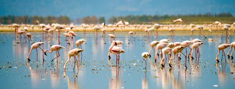 I took my 17 year old nephew to Tanzania. We found two boda-boda drivers in Arusha who let us hire their bikes, but not them. Rode up to Lake Natron. Flamingos!