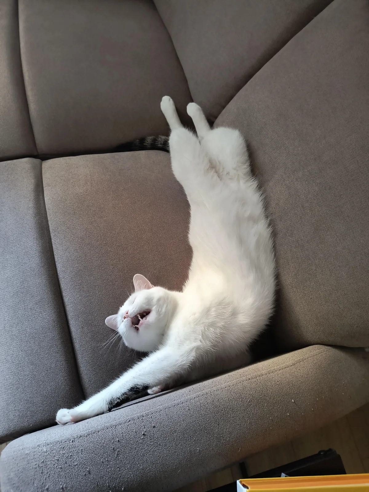 Found my cat sleeping like this