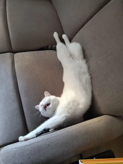 Found my cat sleeping like this