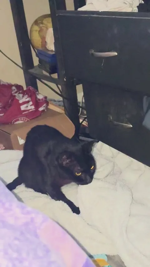 My kitten keeps doing this?