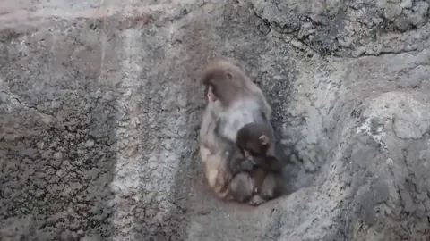 Baby Punch now has a full-time bodyguard to protect him