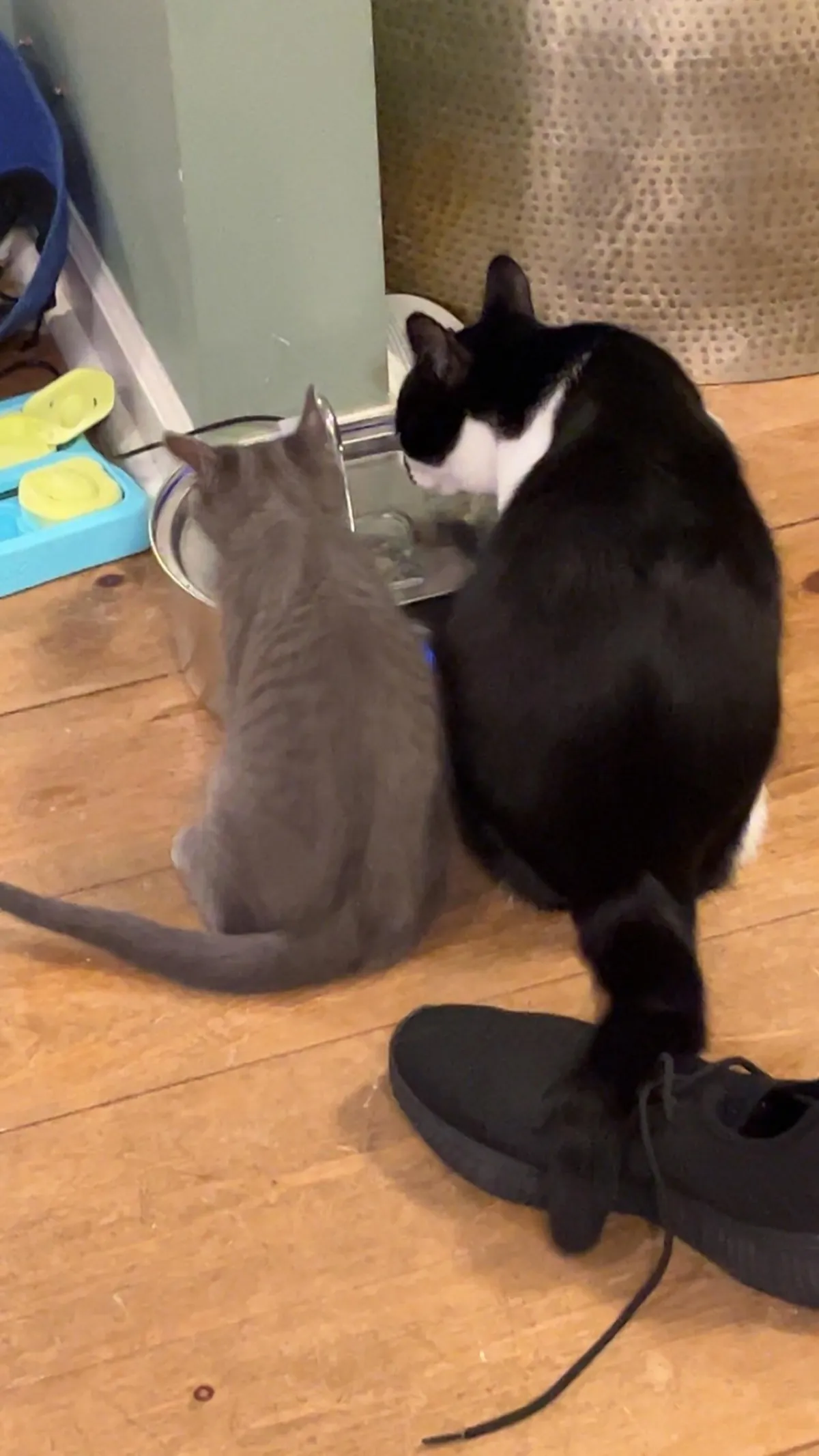 My kitties are friends now &lt;3