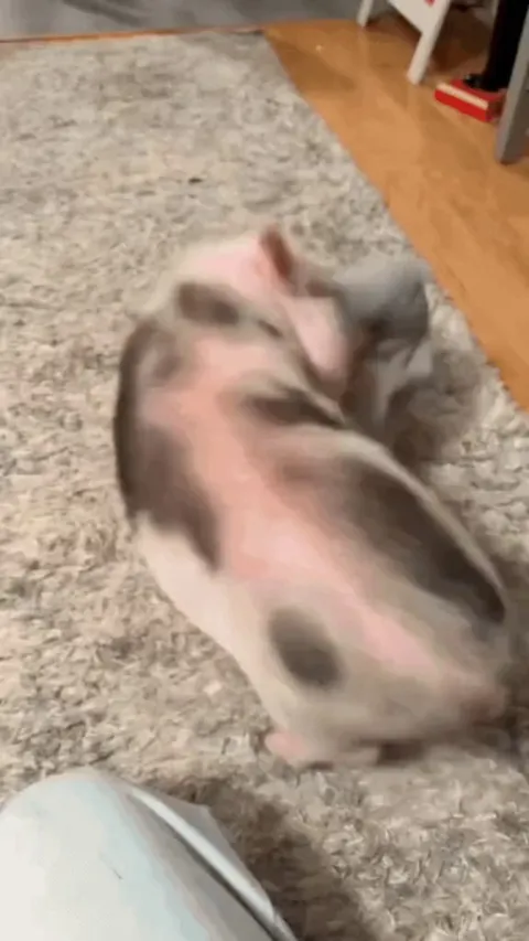 Piggy vs Pillow