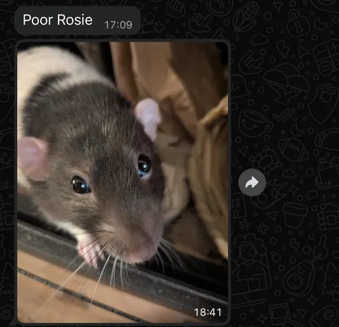 I was worried about moving my rats into my boyfriend’s place. I needn’t have been, he’s obsessed!