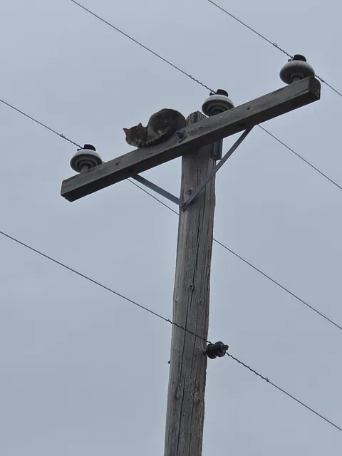 Cat stuck outside my home on a telephone poll, and northwest energy of Montana wont go and get him