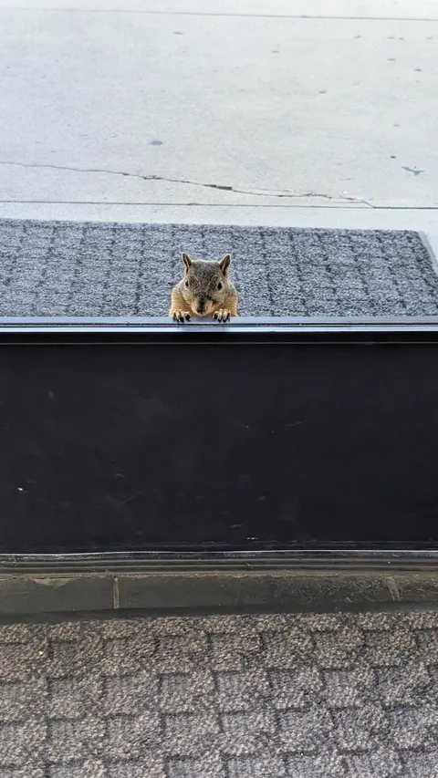 My office has a pet squirrel (wild but semi domesticated). His name is Rodrigo. The front desk feeds him. When he is hungry he sits at the door and stares inside.