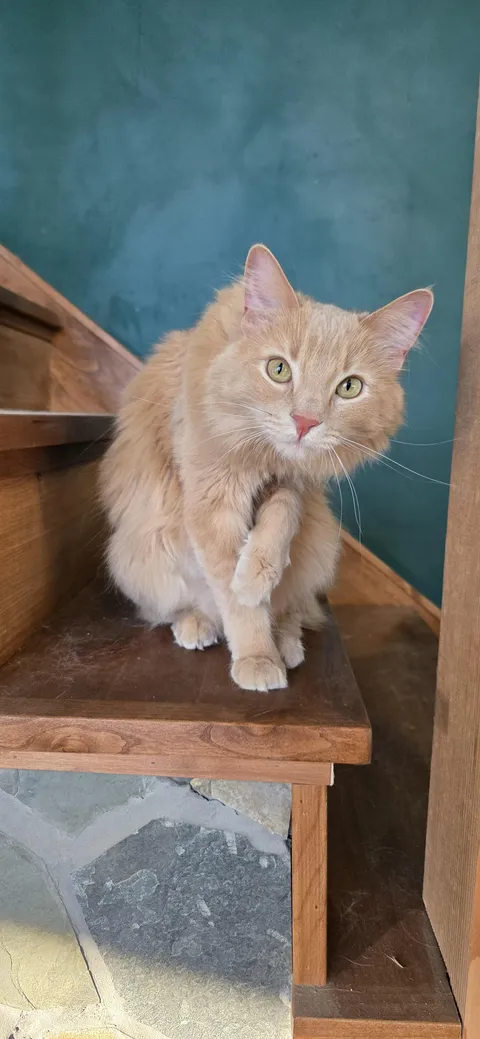 My friend's gorgeous cat