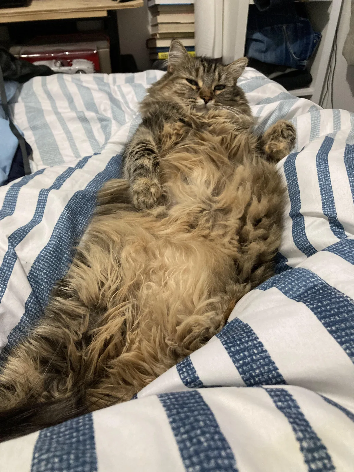 My lazy fluffy cat