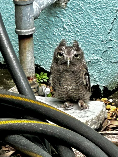 Baby Owl from this morning