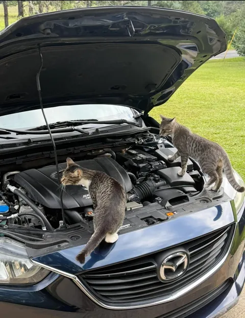 They came to check out the issue themselves 🙄🙄